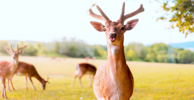 This deer knows the website trend in 2019.